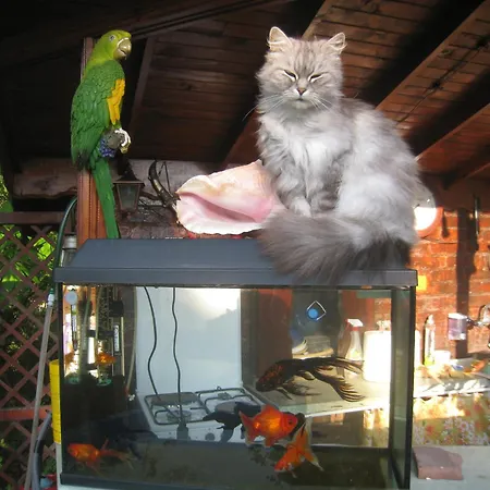 Gæstehus Saltanat 41