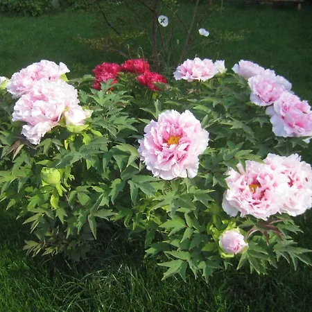 Gæstehus Saltanat 41